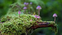 Eintauchen in den Wald – zur Ruhe kommen im eigenen Atem