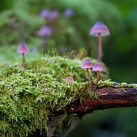 Eintauchen in den Wald – zur Ruhe kommen im eigenen Atem