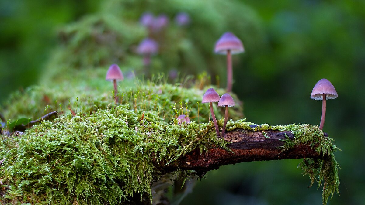 Eintauchen in den Wald – zur Ruhe kommen im eigenen Atem