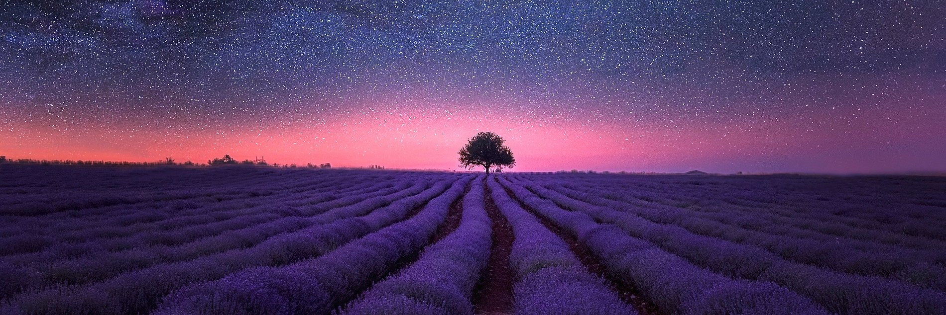 Zu sehen ist ein Lavendelfeld mit einem Baum am Horizont unter einem nächtlichen Sternenhimmel.