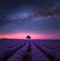 Zu sehen ist ein Lavendelfeld mit einem Baum am Horizont unter einem nächtlichen Sternenhimmel.