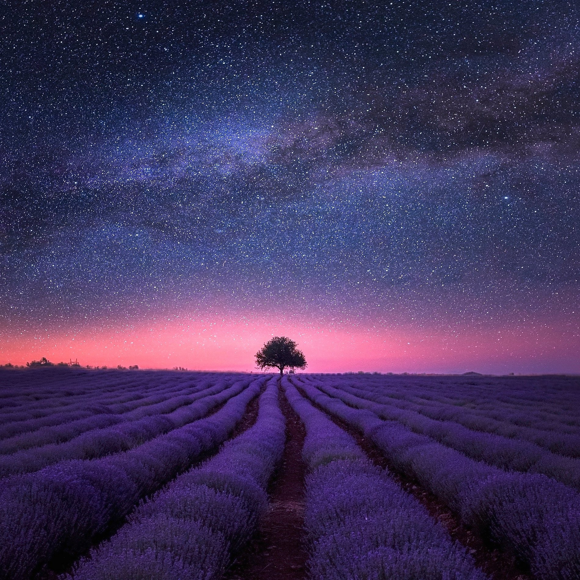 Zu sehen ist ein Lavendelfeld mit einem Baum am Horizont unter einem nächtlichen Sternenhimmel.