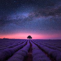 Zu sehen ist ein Lavendelfeld mit einem Baum am Horizont unter einem nächtlichen Sternenhimmel.